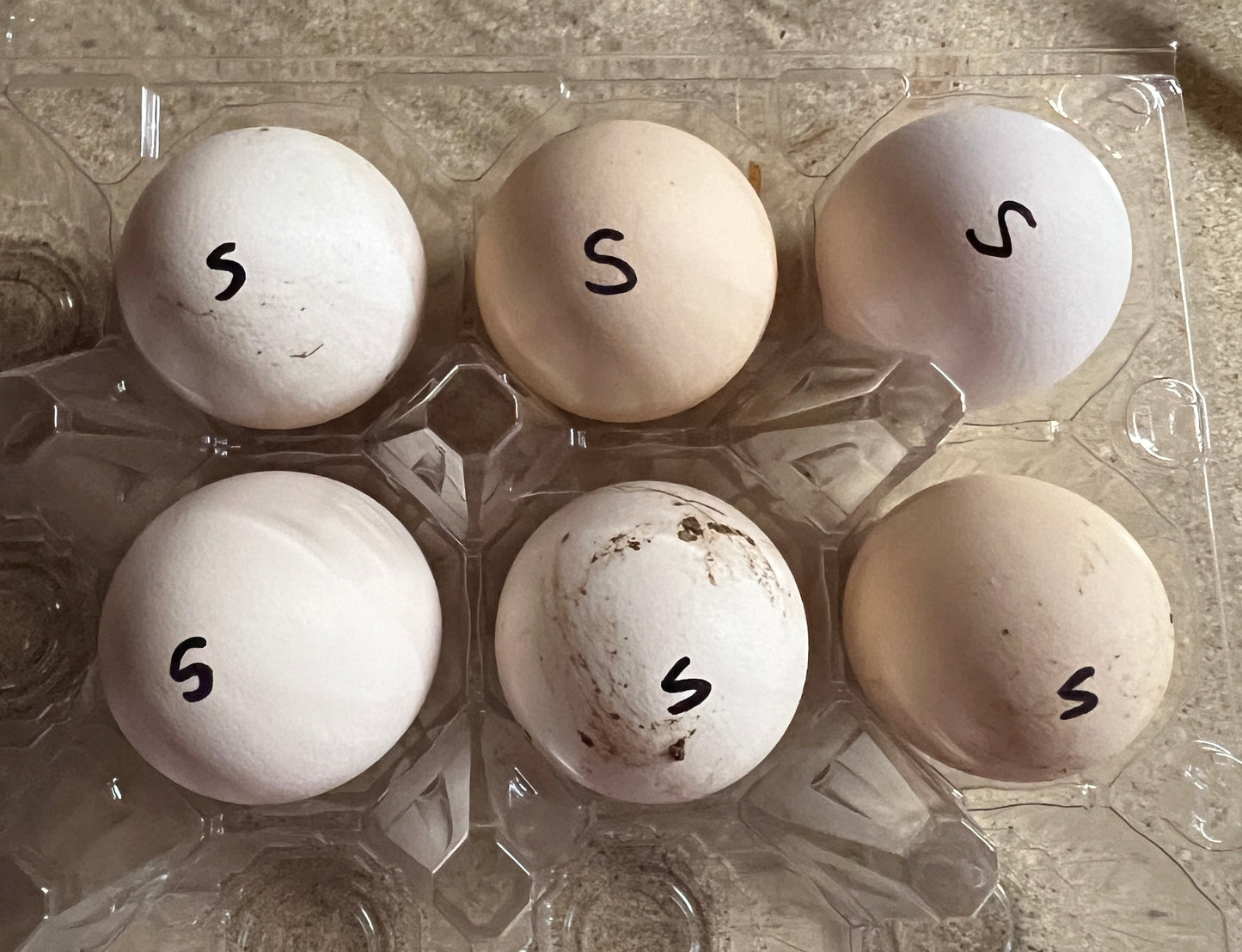 BBS Silkie Hatching Eggs 1/2 dozen plus extras