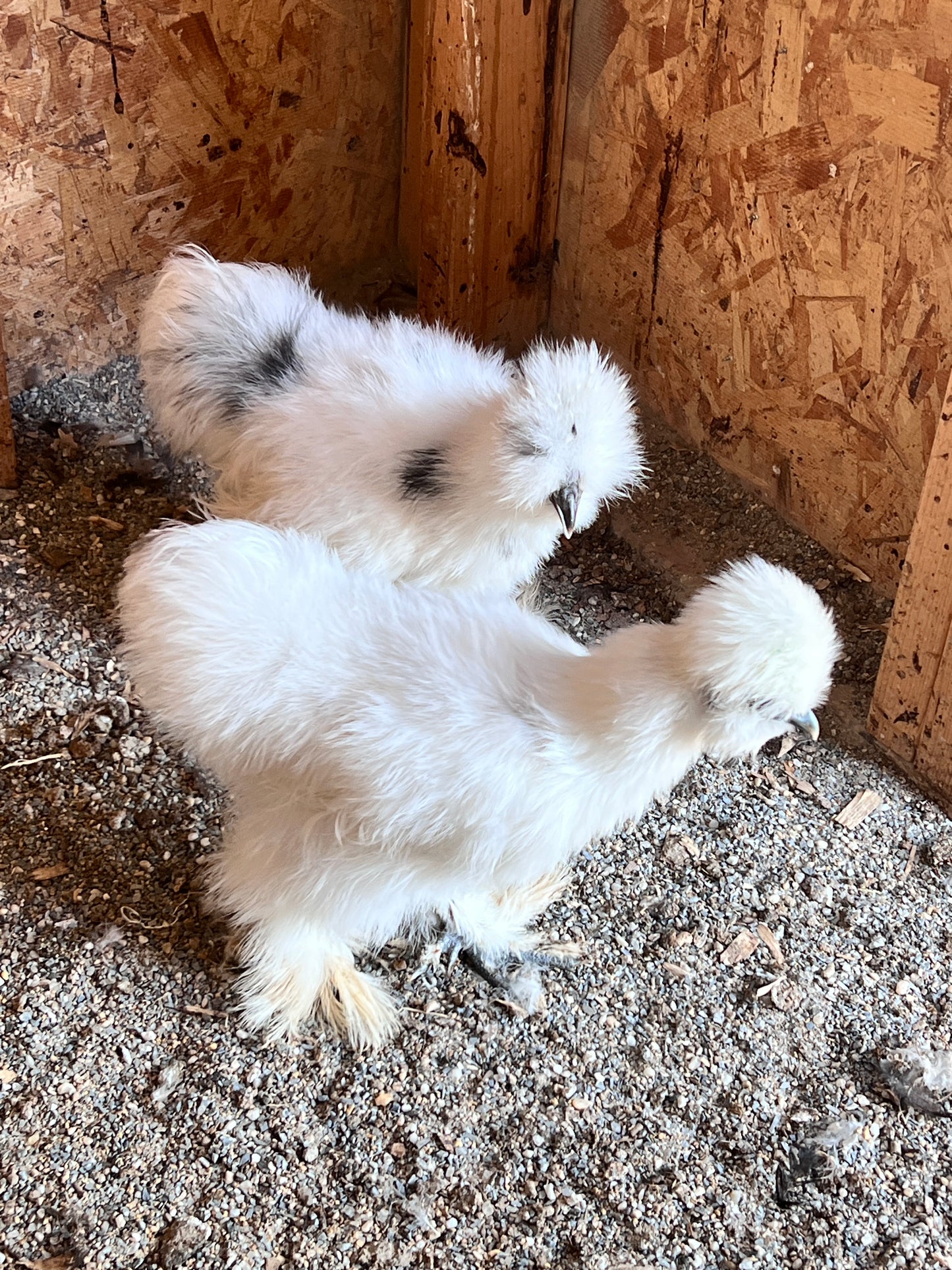 BBS Silkie Hatching Eggs 1/2 dozen plus extras