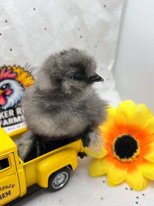 BBS Silkie Hatching Eggs 1/2 dozen plus extras