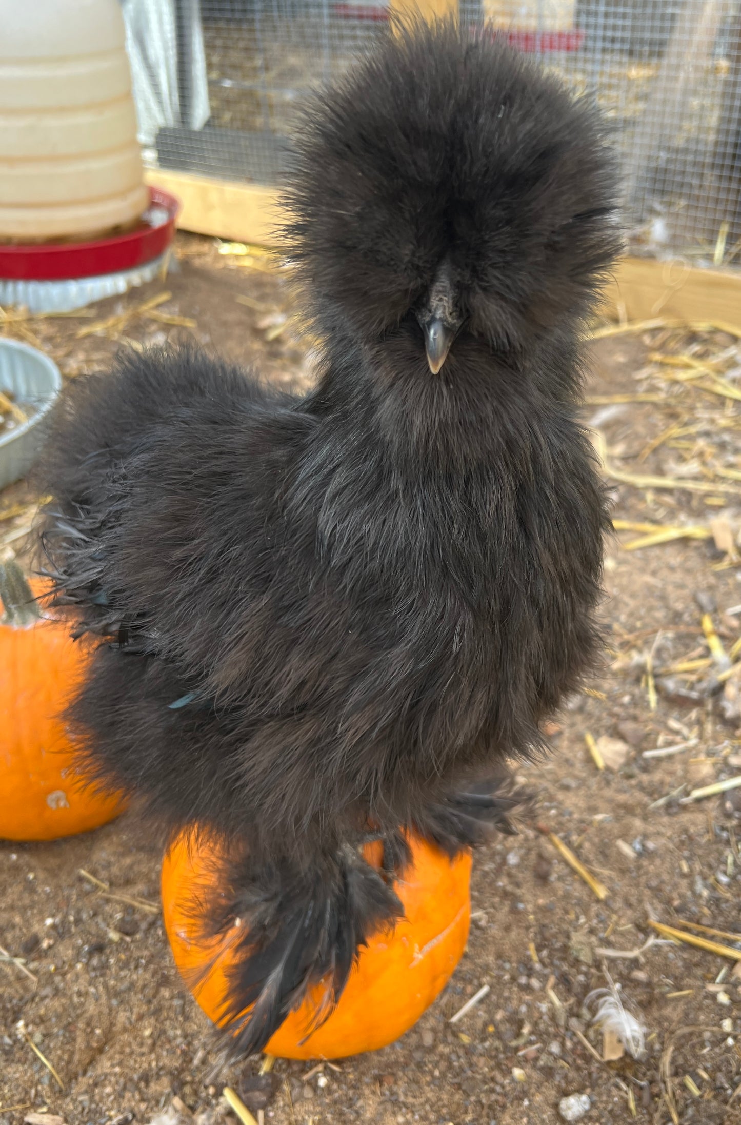 BBS Silkie Hatching Eggs 1/2 dozen plus extras
