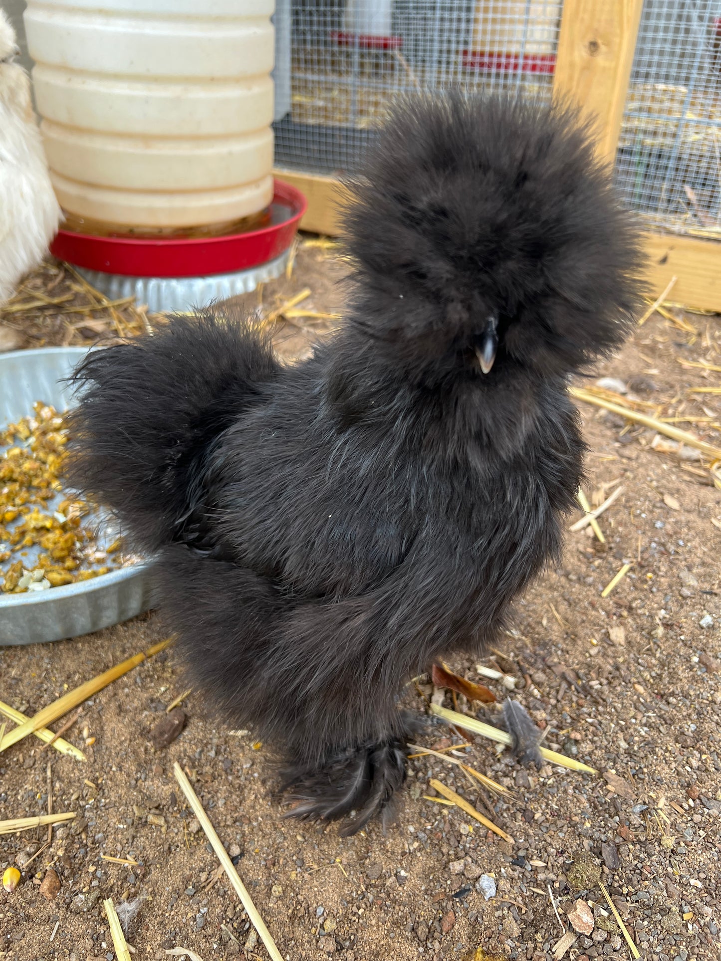 BBS Silkie Hatching Eggs 1/2 dozen plus extras