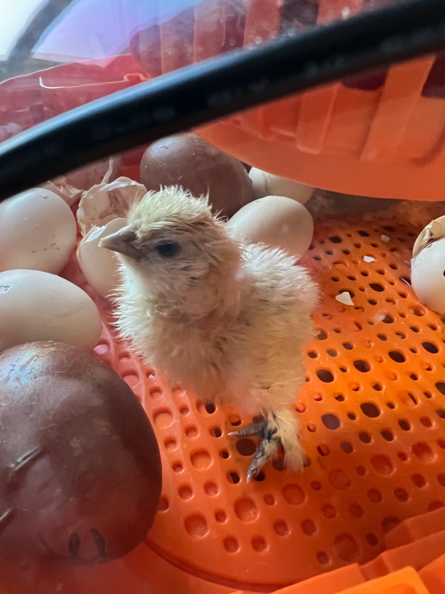 BBS Silkie Hatching Eggs 1/2 dozen plus extras