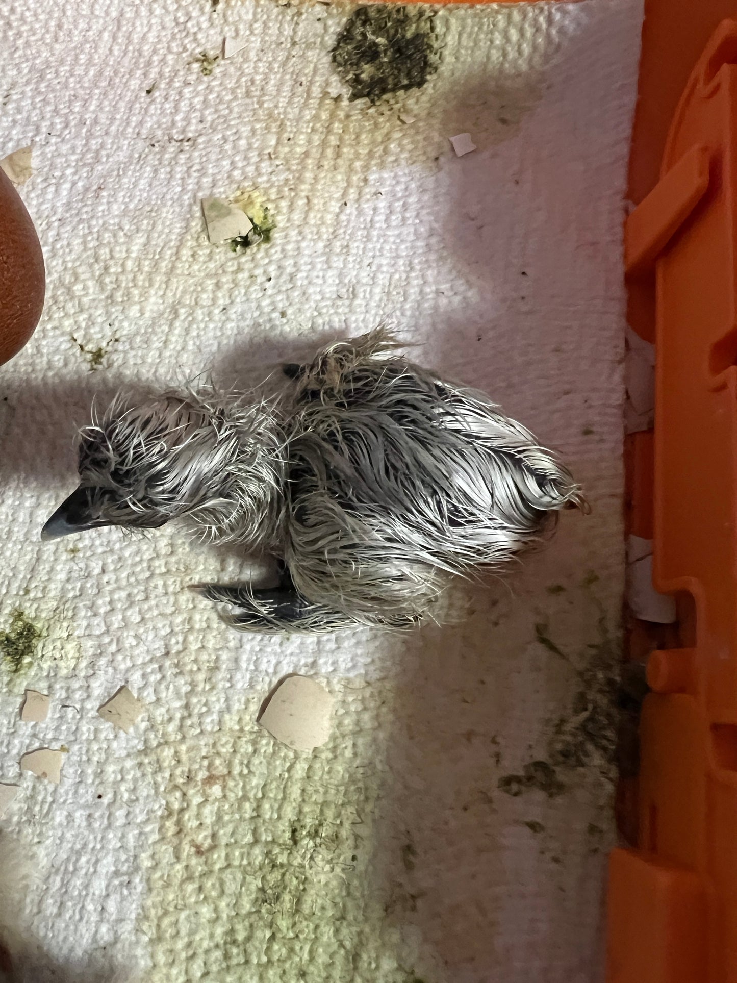 BBS Silkie Hatching Eggs 1/2 dozen plus extras