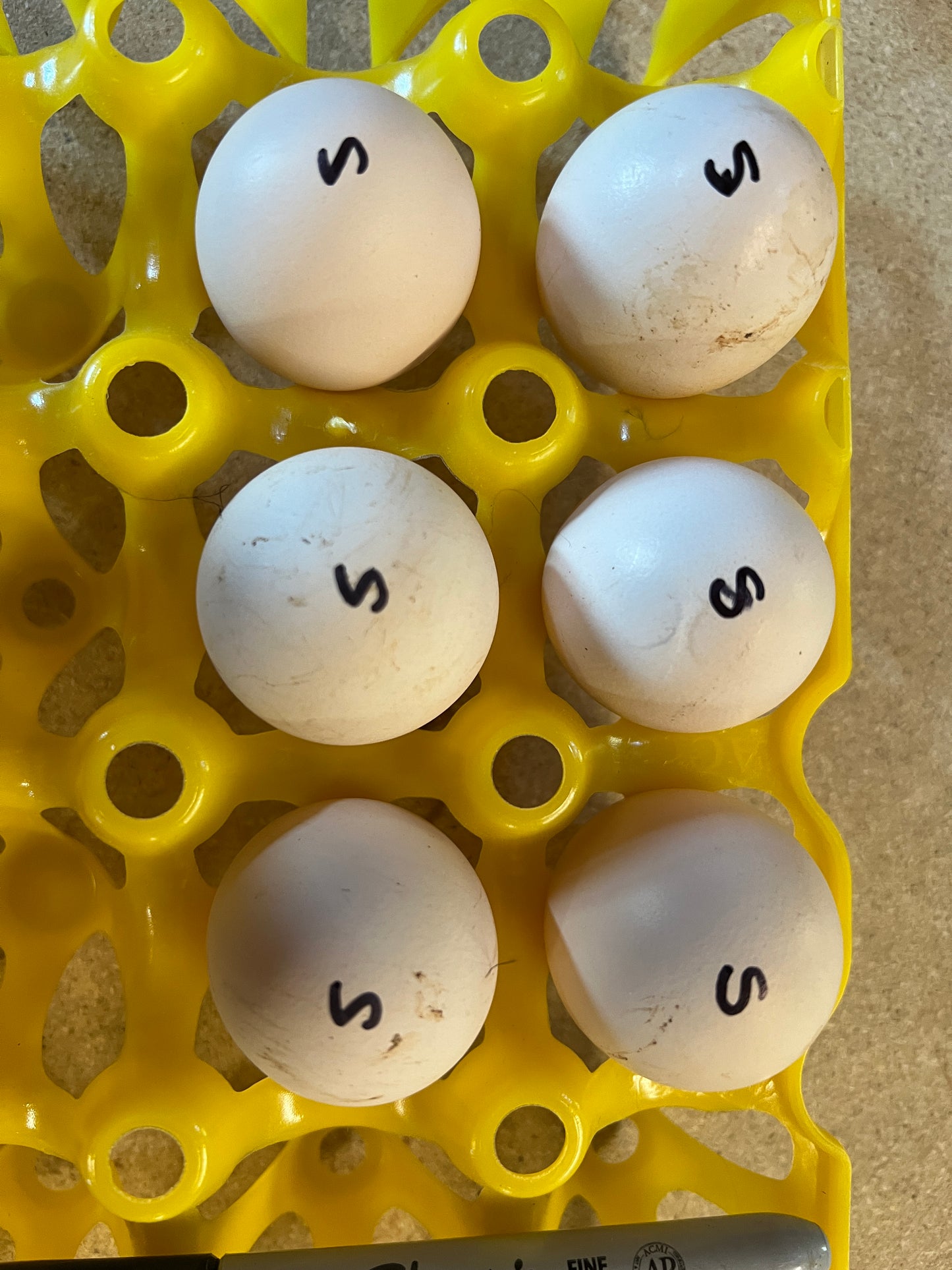 BBS Silkie Hatching Eggs 1/2 dozen plus extras