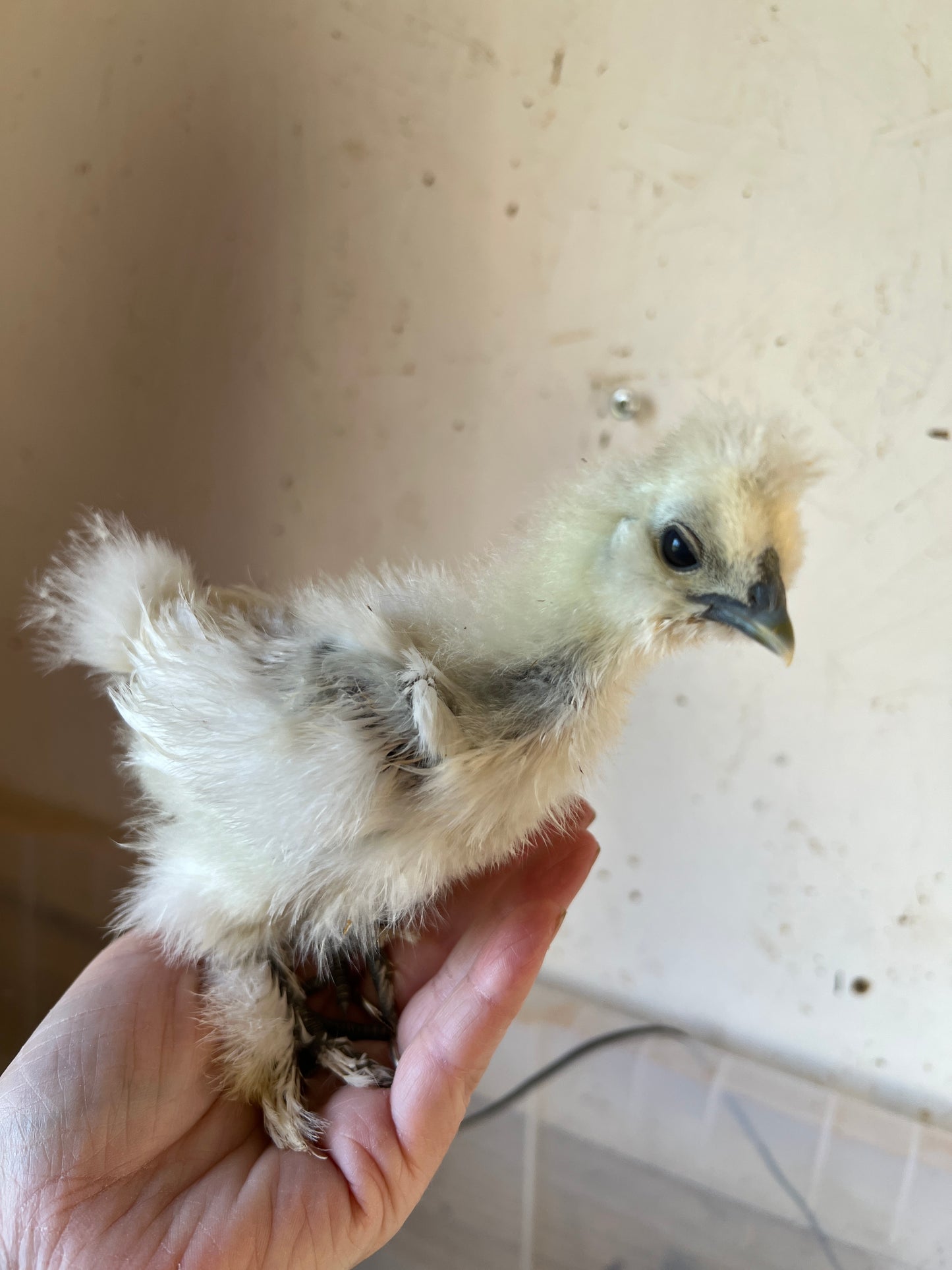 BBS Silkie Hatching Eggs plus extras