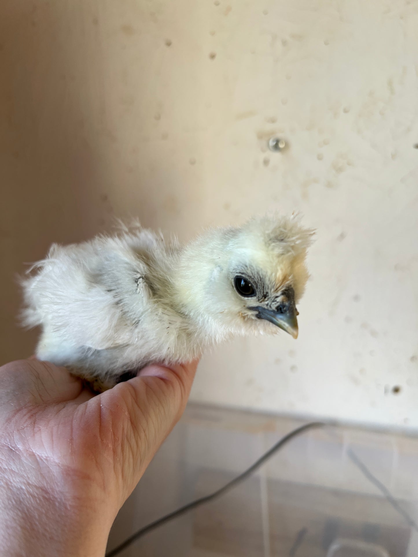 BBS Silkie Hatching Eggs plus extras