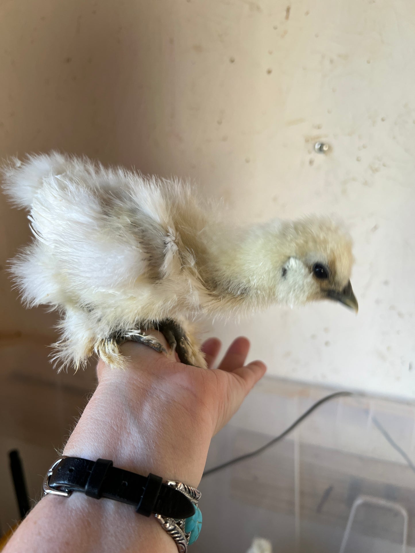 BBS Silkie Hatching Eggs plus extras