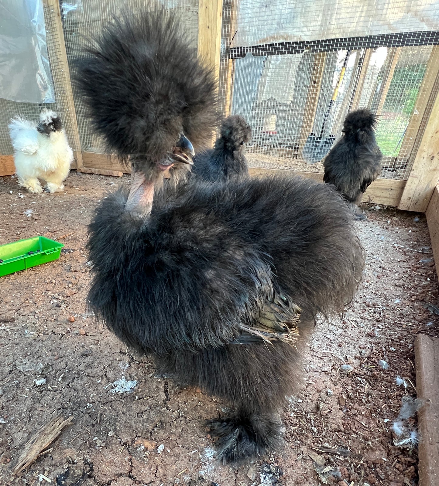 BBS Silkie Hatching Eggs plus extras