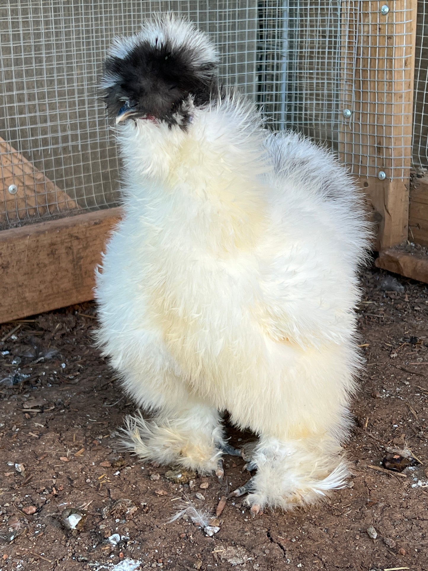 BBS Silkie Hatching Eggs plus extras