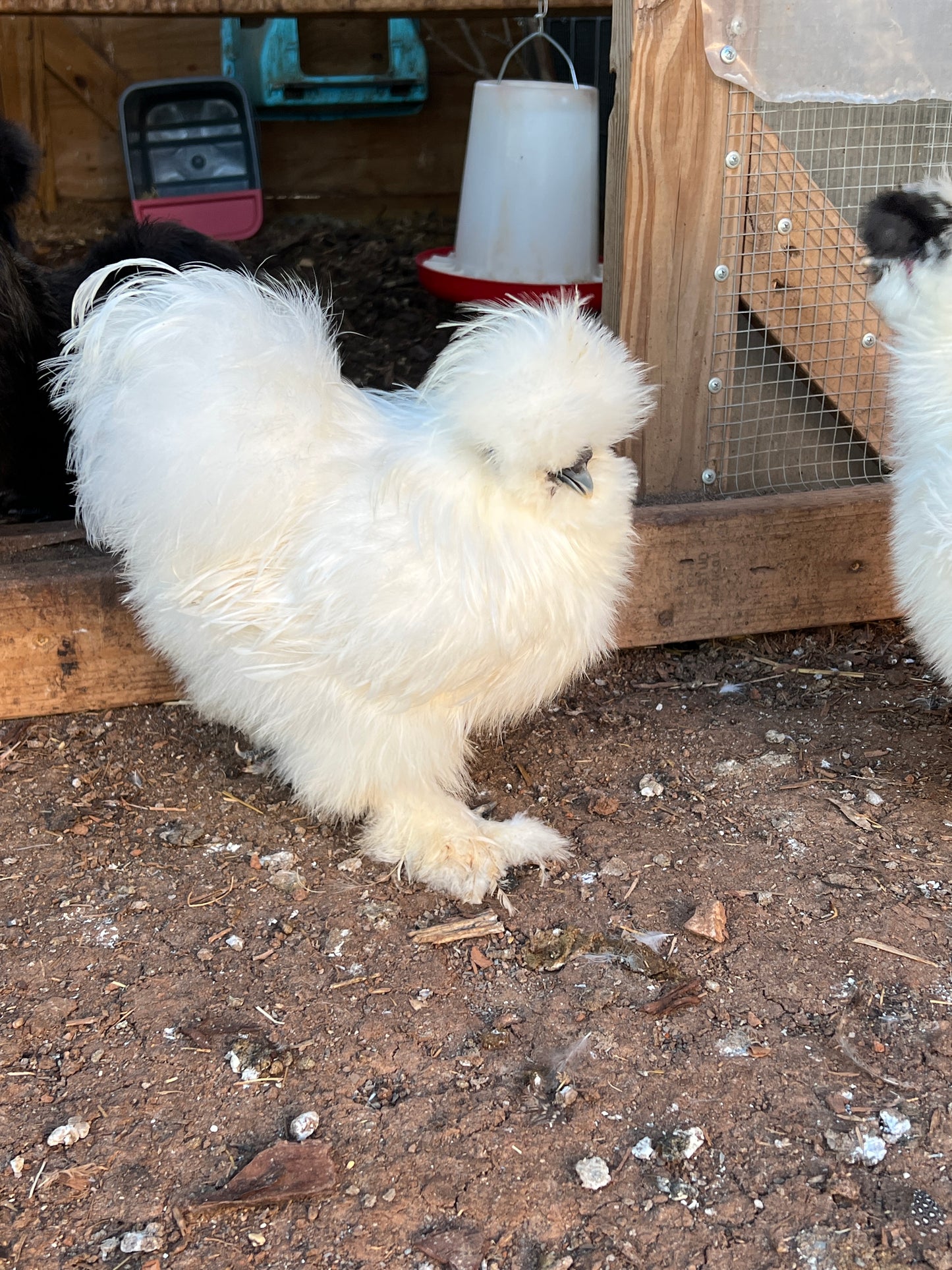 BBS Silkie Hatching Eggs plus extras
