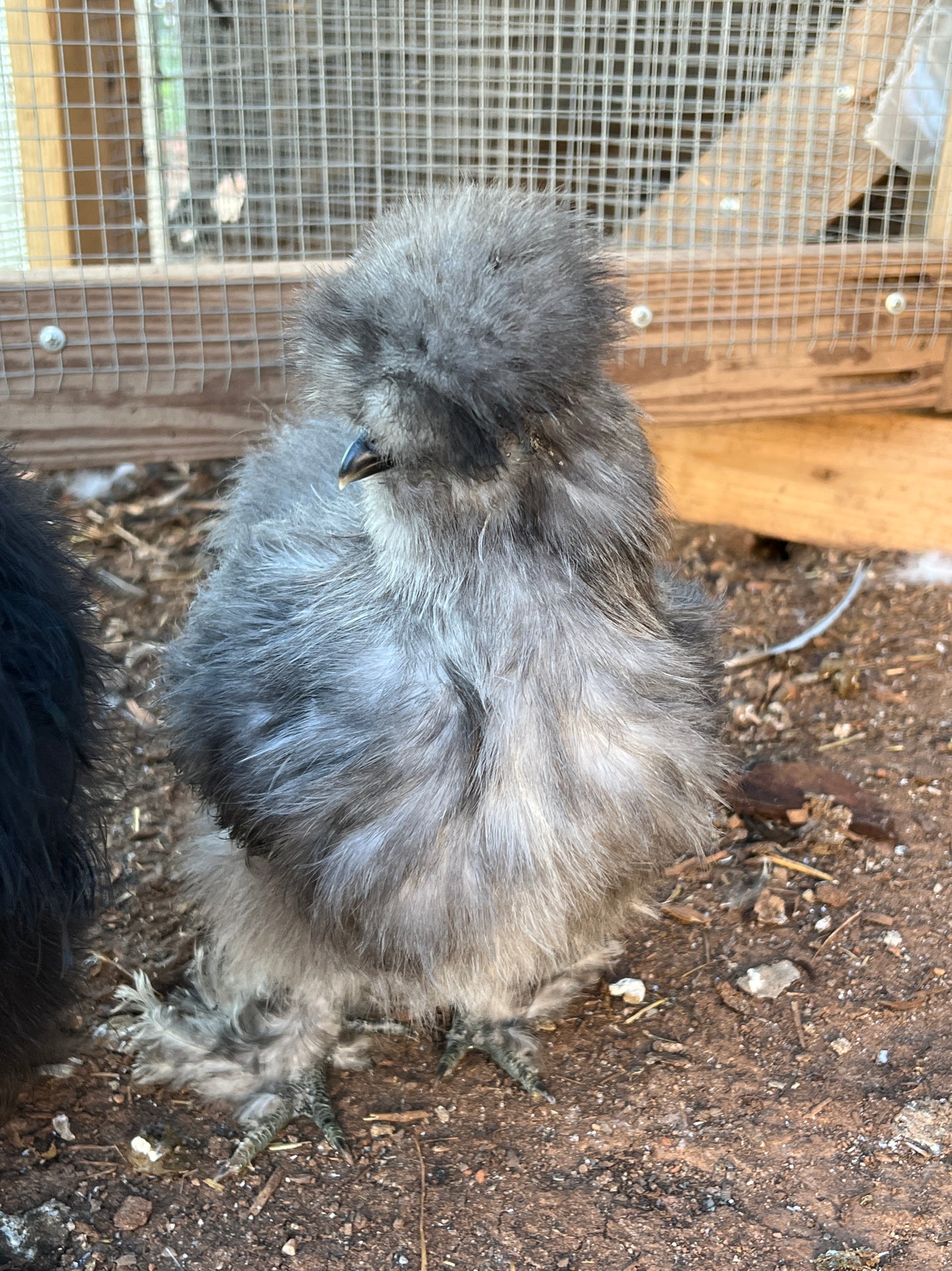 BBS Silkie Hatching Eggs plus extras